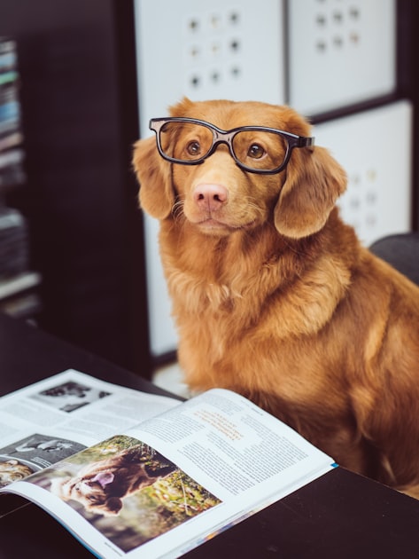 Paseo de Perros: Beneficios y Consejos