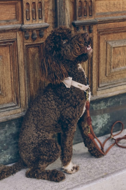 Espacio Colaborativo para Perros: Innovación y Pasión